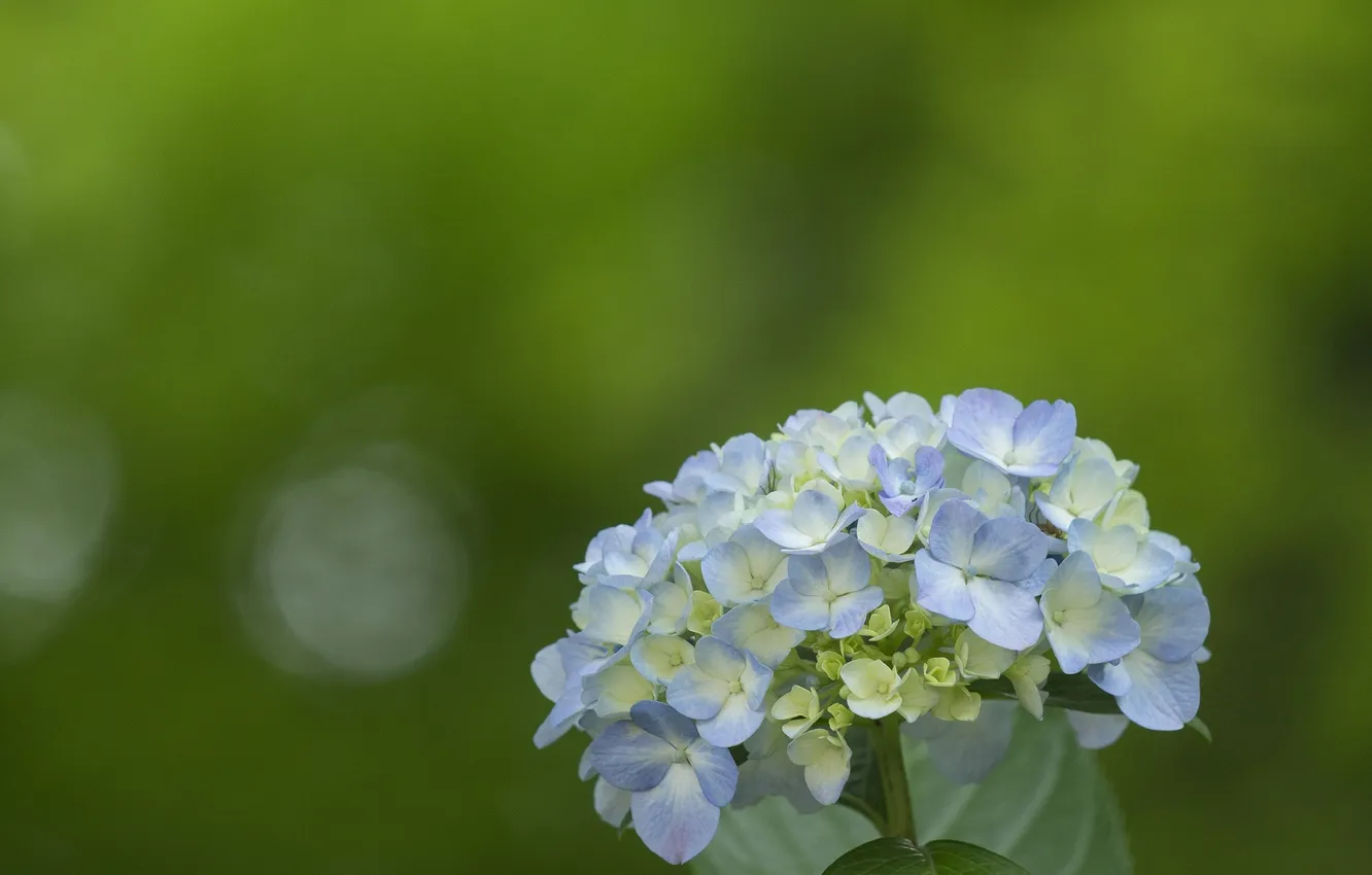 Photo wallpaper purple, flowers, hydrangea