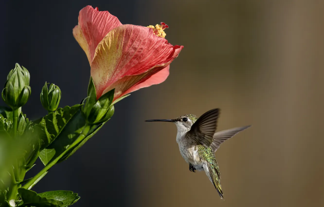 Photo wallpaper flowers, bird, Hummingbird, hibiscus