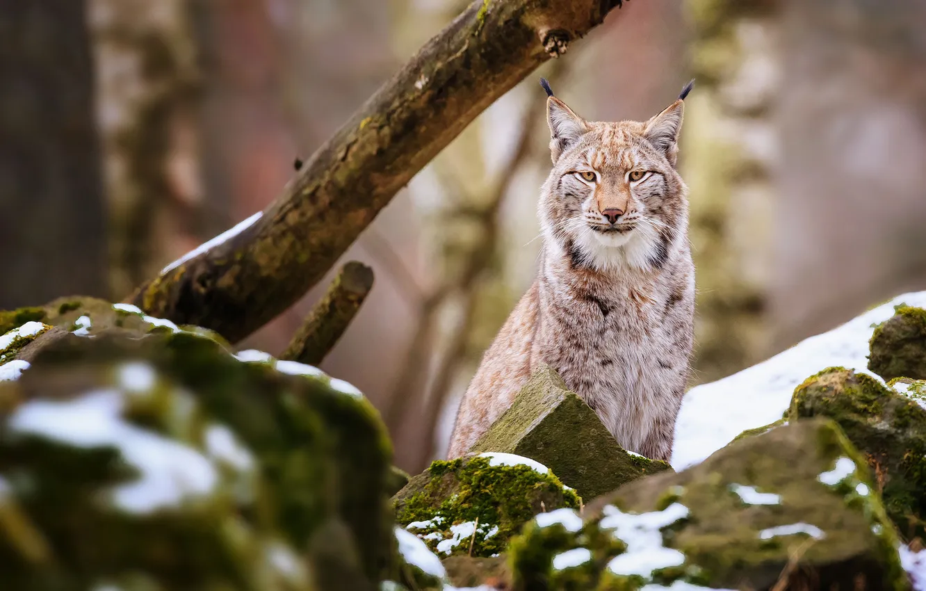 Photo wallpaper stones, predator, lynx