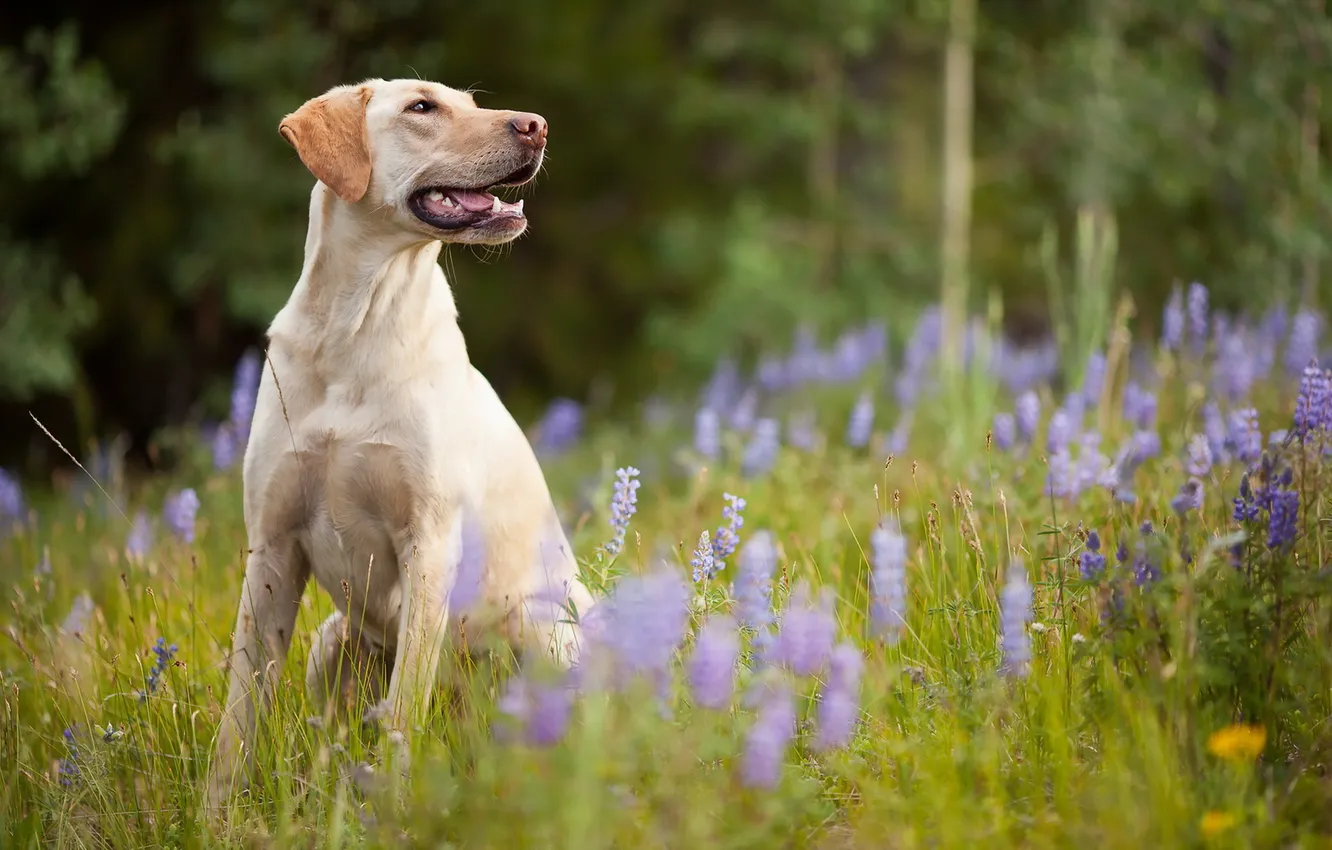 Photo wallpaper look, each, dog