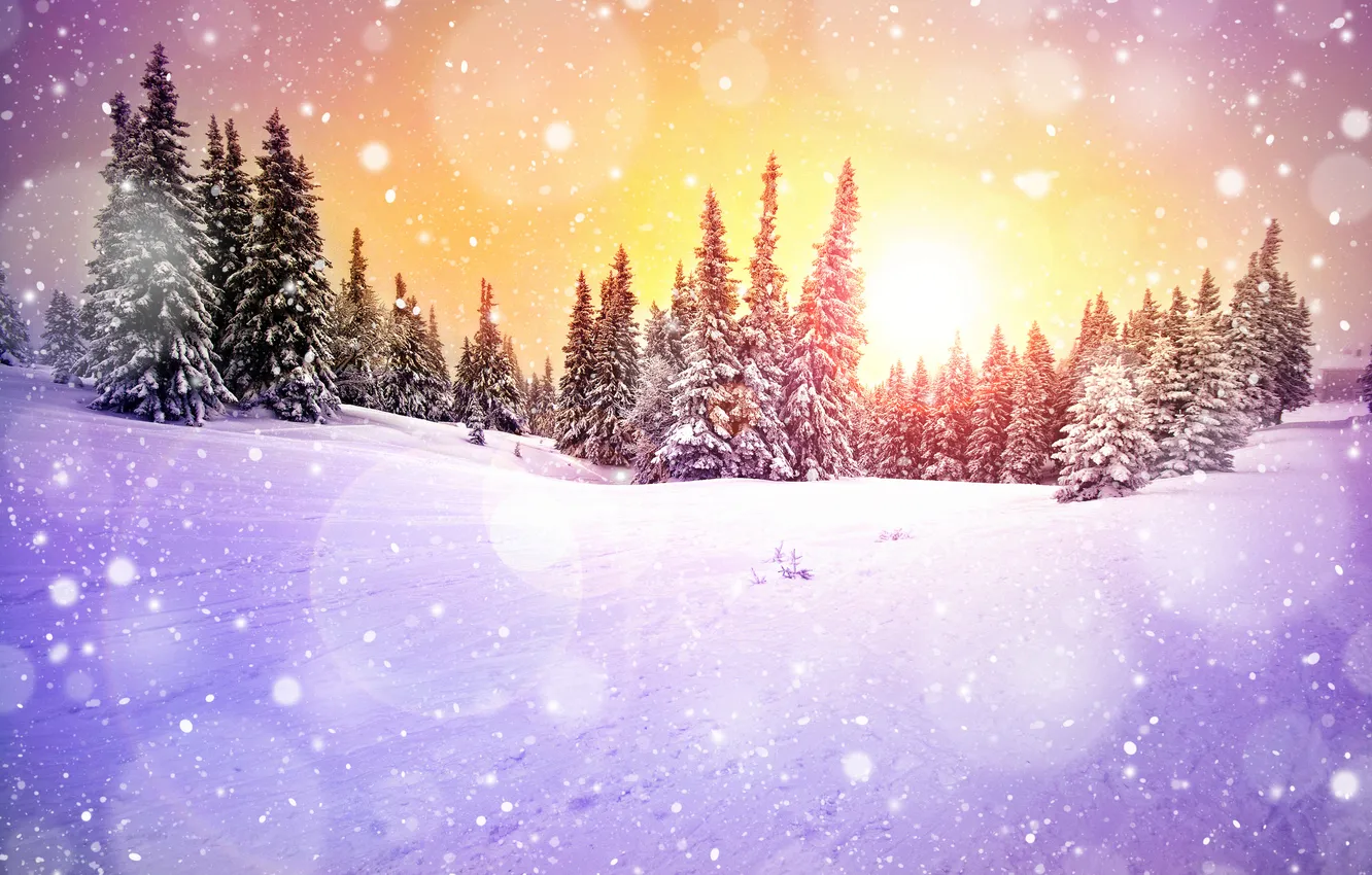 Photo wallpaper winter, forest, the sun, snow, trees, snowflakes, dawn, tree