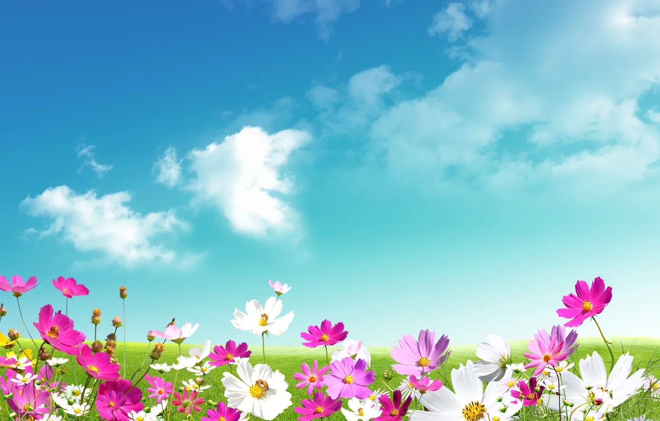 Photo wallpaper the sky, grass, leaves, clouds, flowers, freshness, green, chamomile