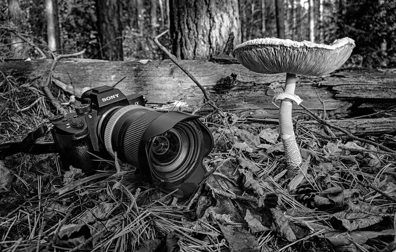 Photo wallpaper forest, macro, nature, mushroom, the camera, sony, black and white, toadstool