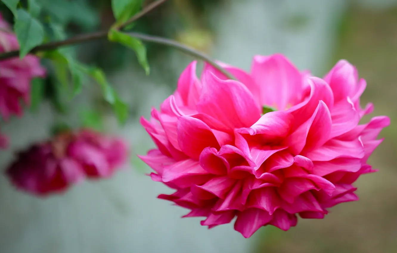 Photo wallpaper flower, background, pink, Dahlia, bright