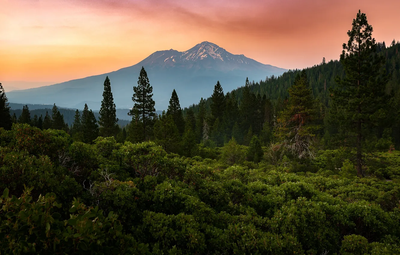 Photo wallpaper fog, mountains, forest