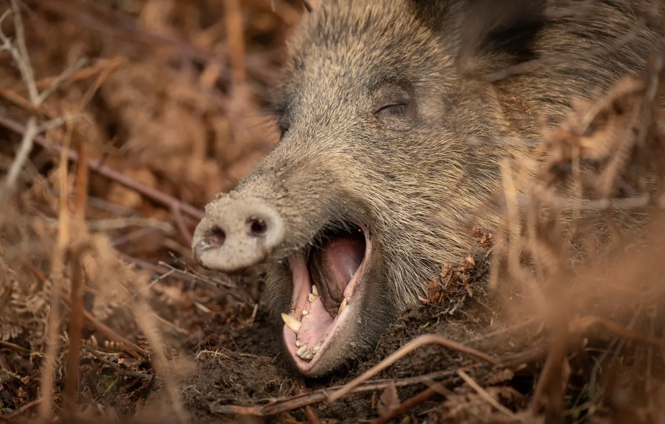 Photo wallpaper face, boar, wild pig