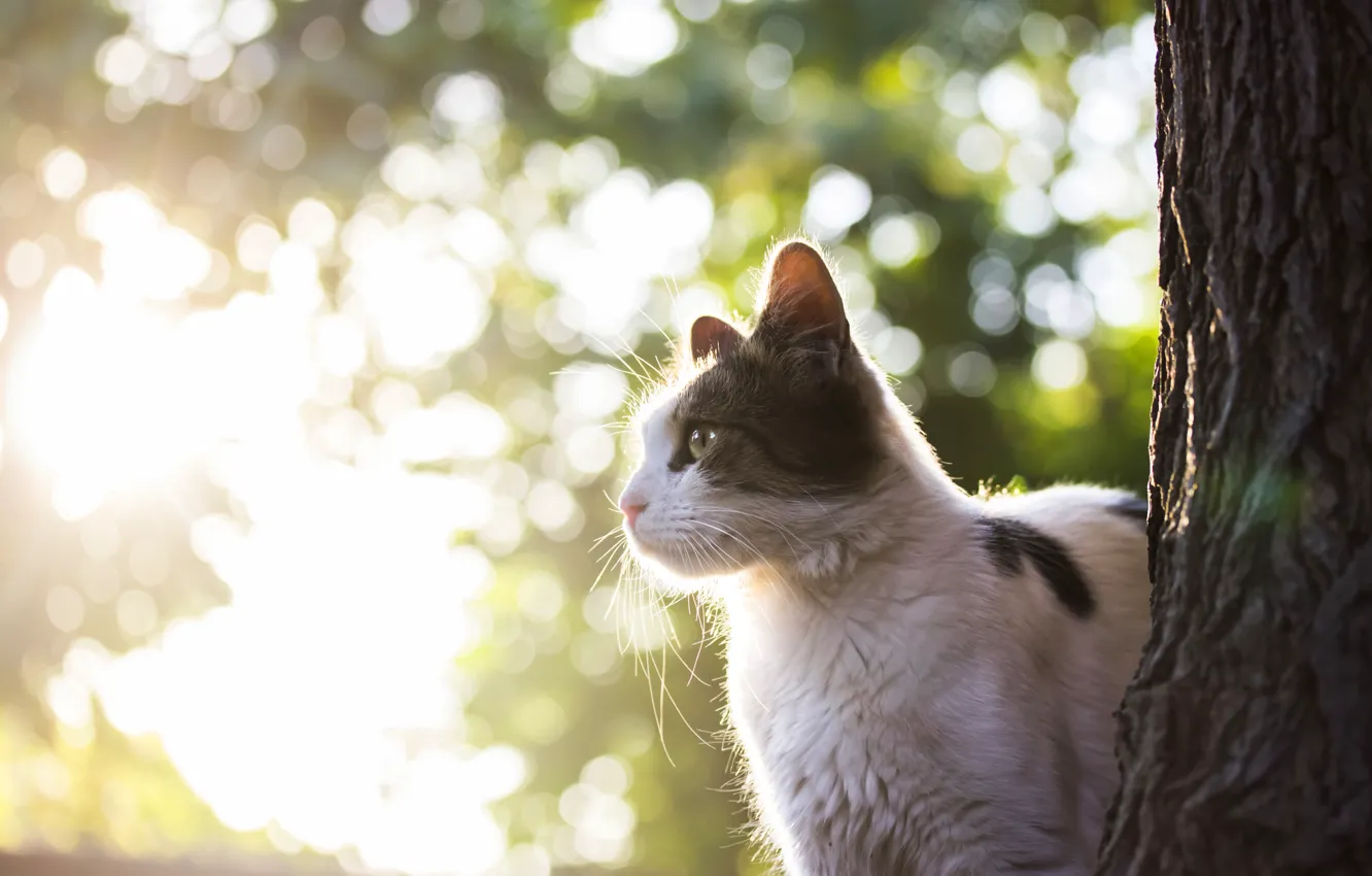 Photo wallpaper cat, cat, look, light, trees, nature, pose, profile
