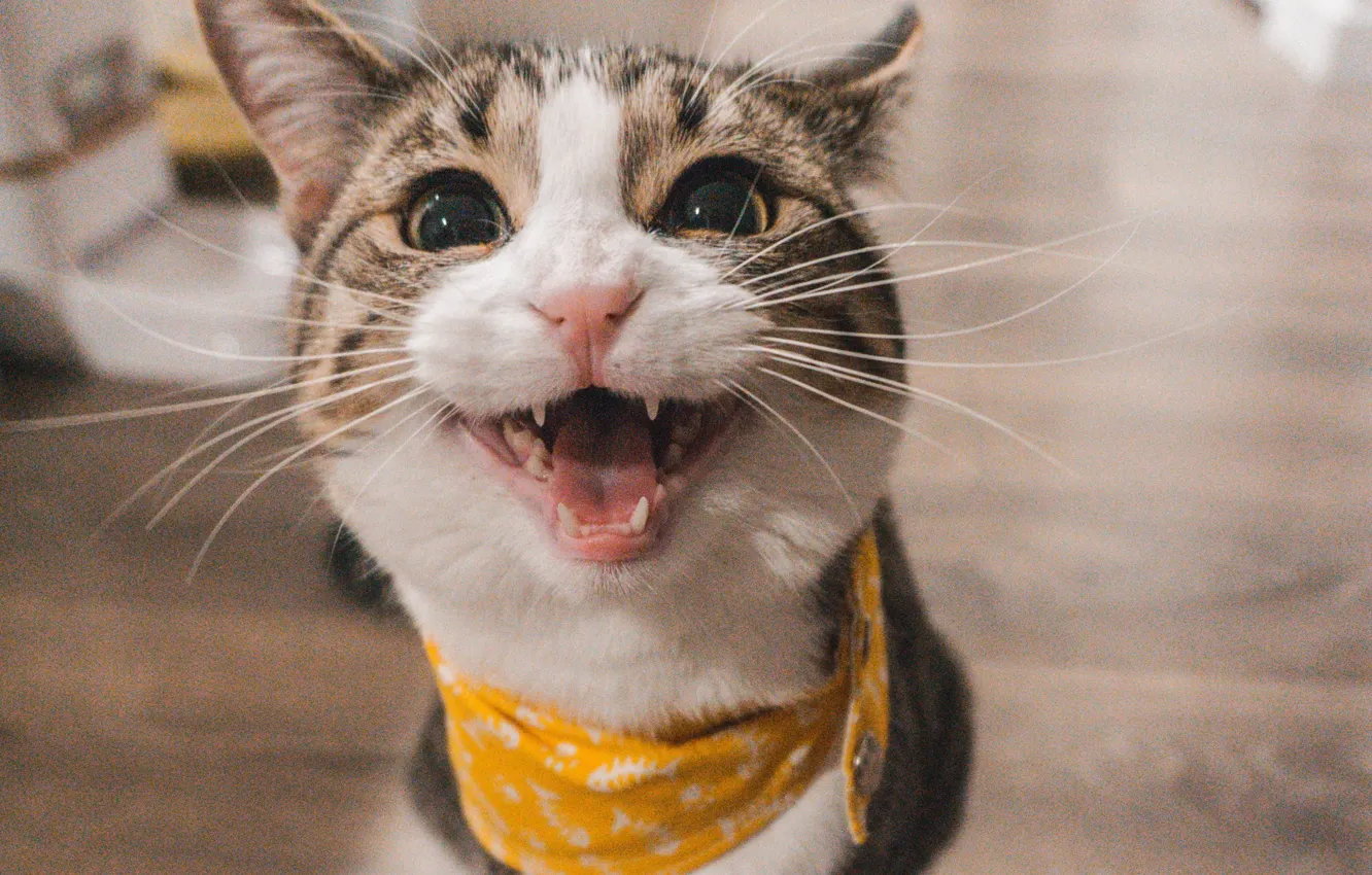 Photo wallpaper cat, blurred background, meows