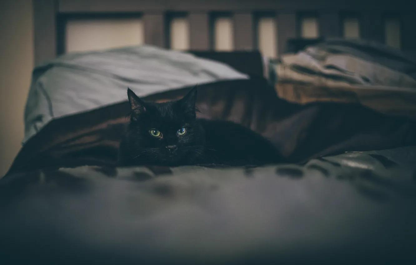 Photo wallpaper cat, black, lies