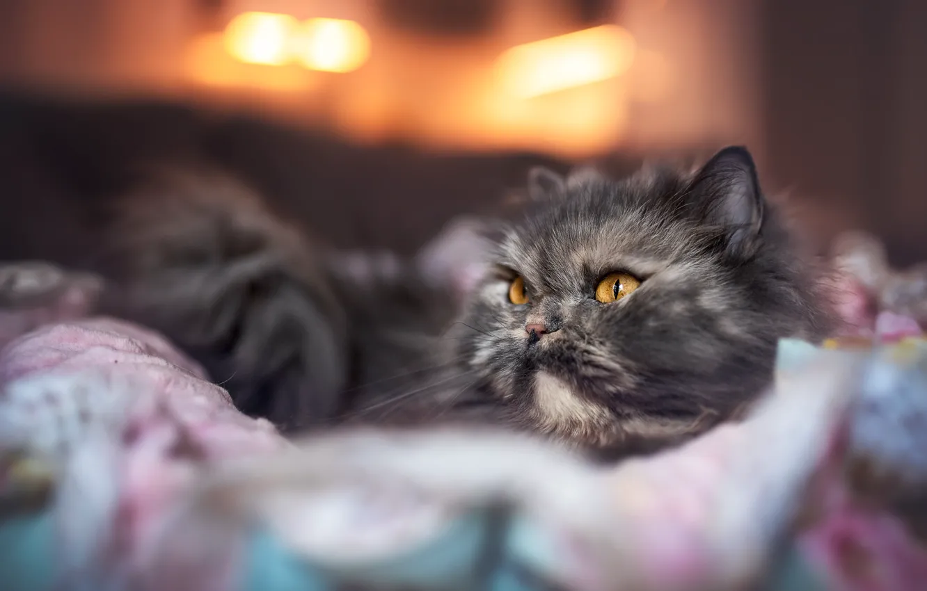 Photo wallpaper cat, cat, look, light, grey, room, bed, blur