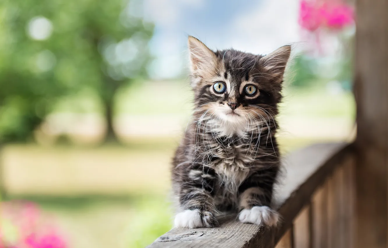 Photo wallpaper cat, look, pose, Park, railings, balcony, kitty, face