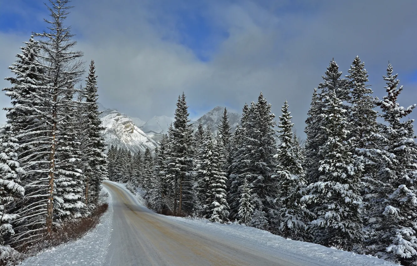 Photo wallpaper winter, road, forest, snow, nature