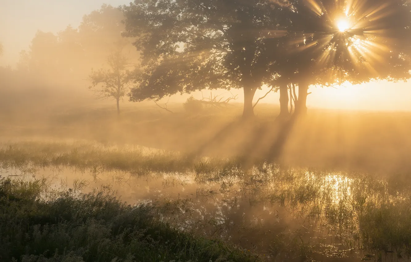 Photo wallpaper forest, grass, the sun, rays, light, trees, fog, lights