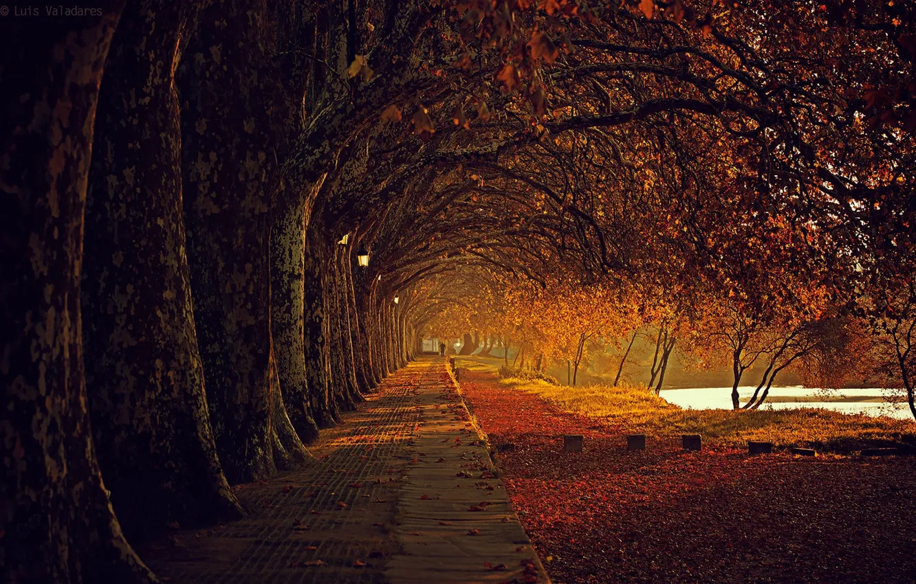 Photo wallpaper autumn day, the road into the distance, alley in the Park, Luis Valadares