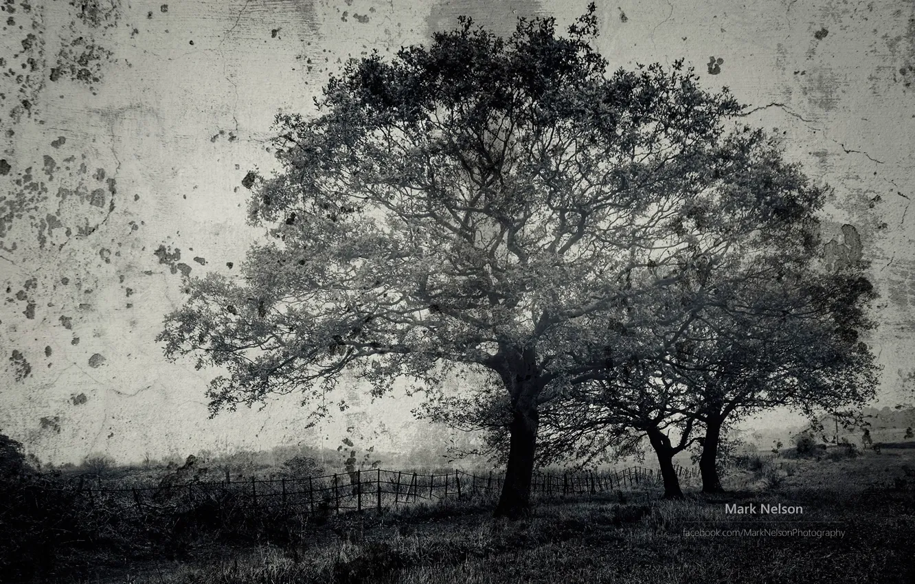 Photo wallpaper trees, photographer, magic b & W photo, Monochromatic, Mark Nelson