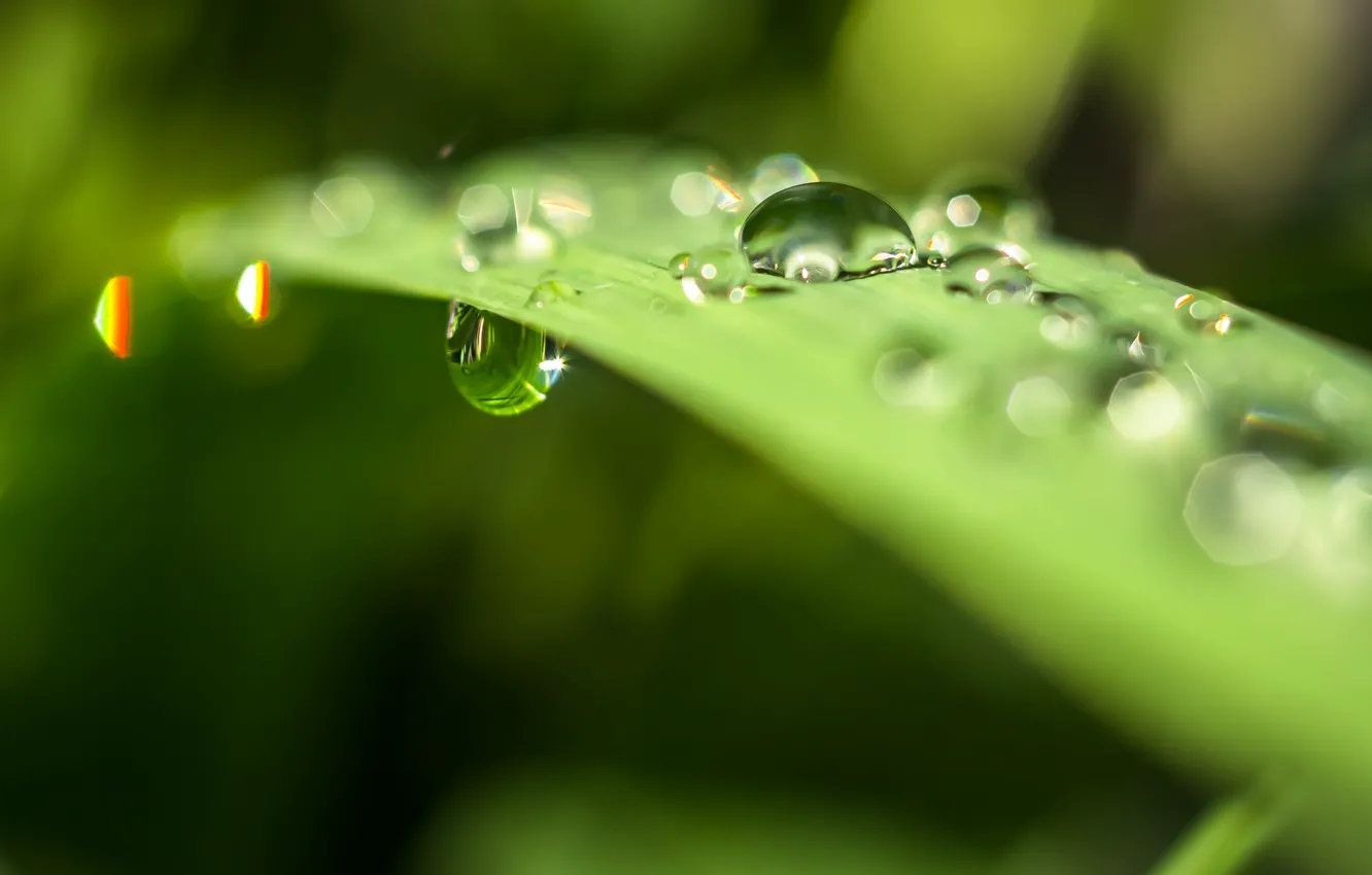 Photo wallpaper leaves, water, drops, macro, glare