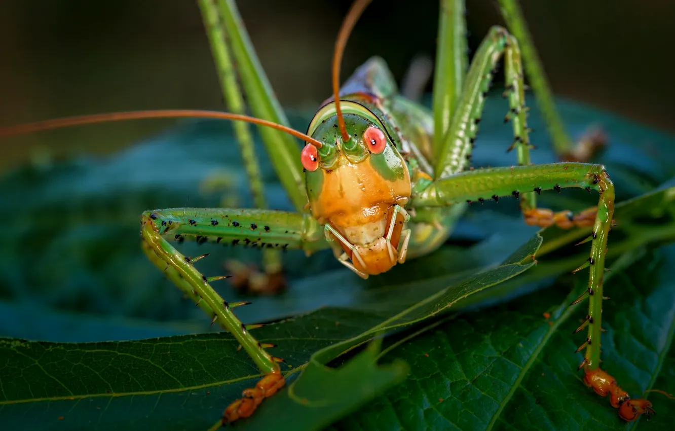 Photo wallpaper macro, insect, grasshopper, locust