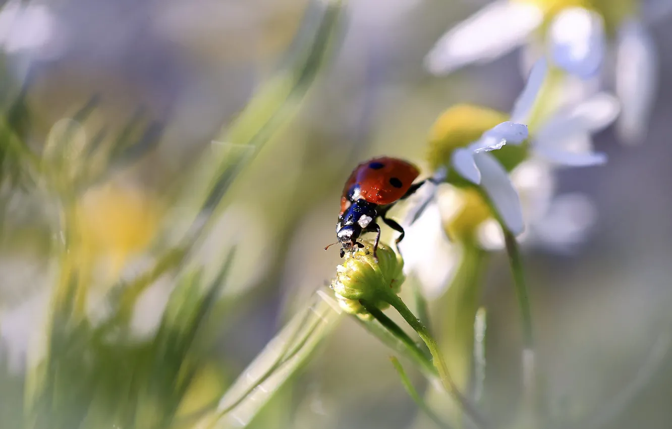 Photo wallpaper drops, macro, light, ladybug, chamomile, beetle, blur, spring