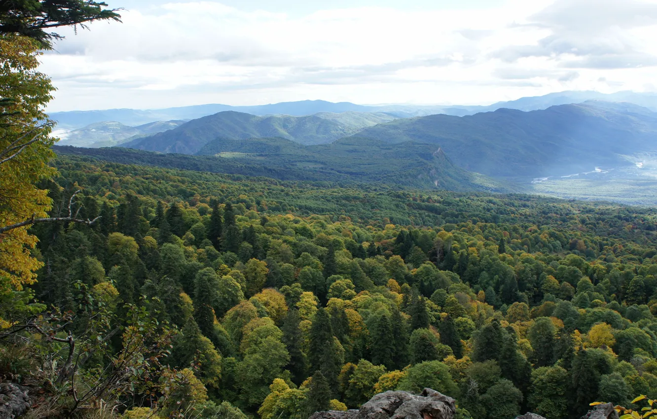 Photo wallpaper forest, open, forest, steep, Adygea, Lago-Naki, Lago-Naki