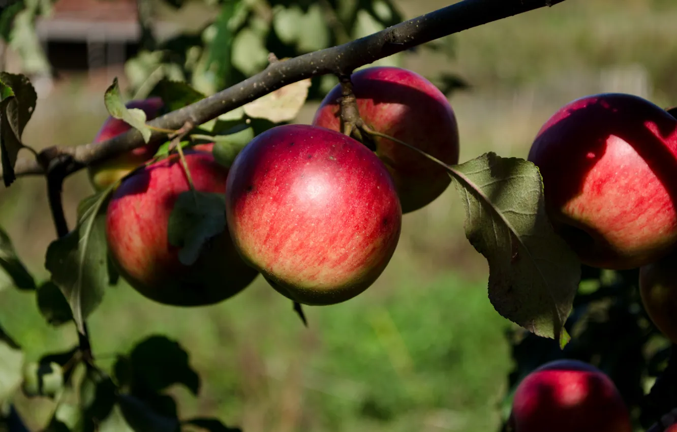 Photo wallpaper autumn, apples, garden
