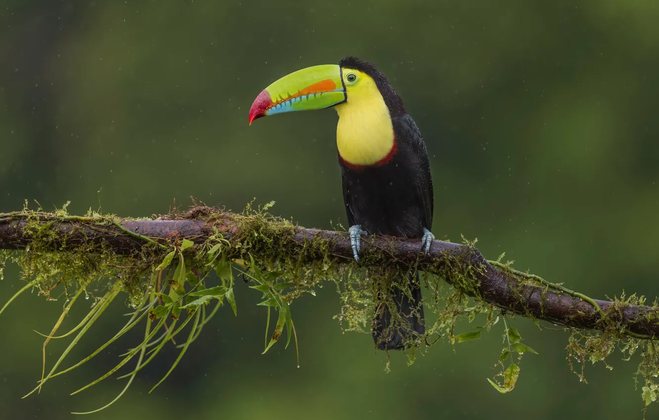 Photo wallpaper branches, bird, Toucan, green background