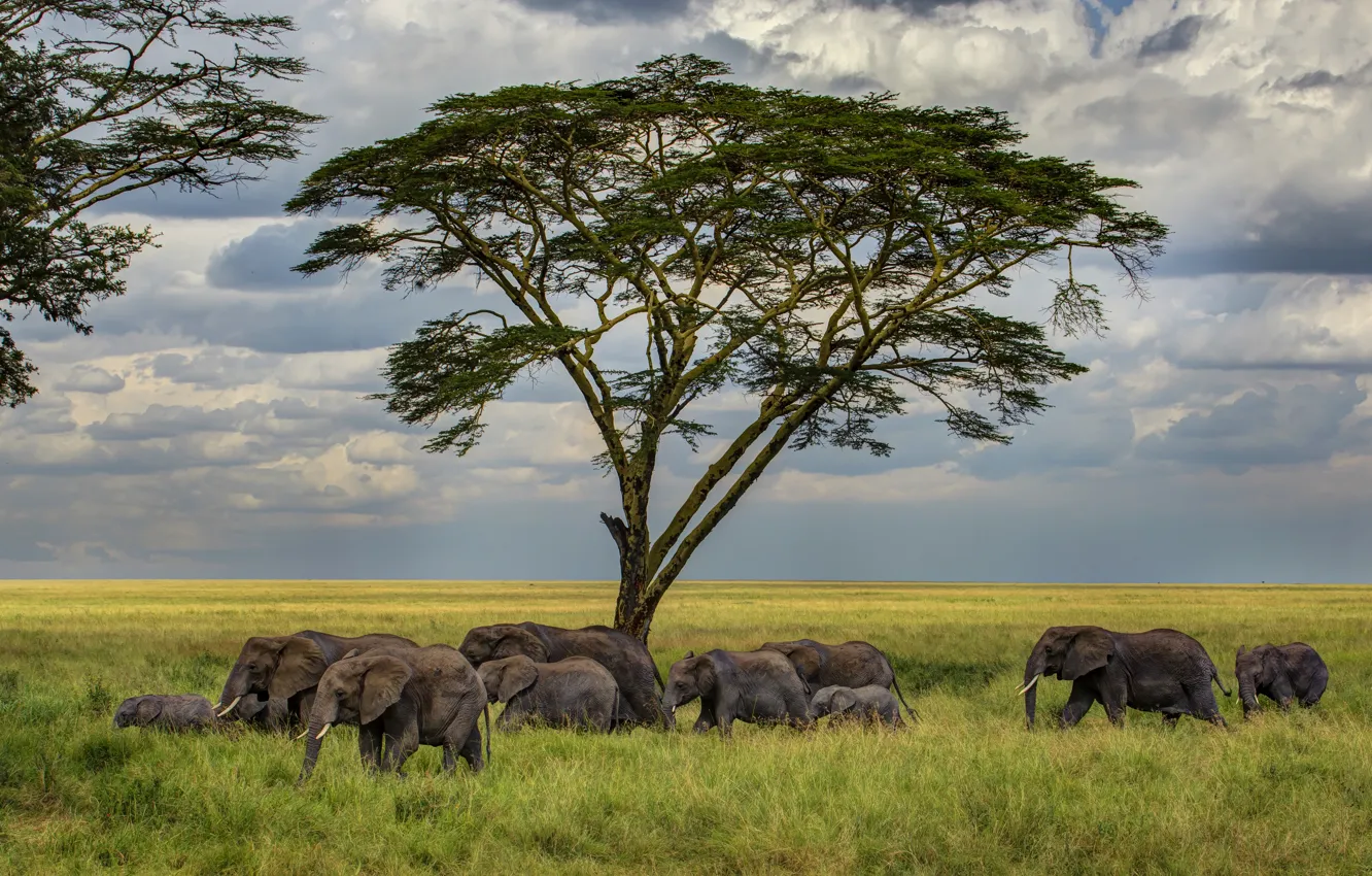 Photo wallpaper grass, tree, Savannah, elephants, the herd