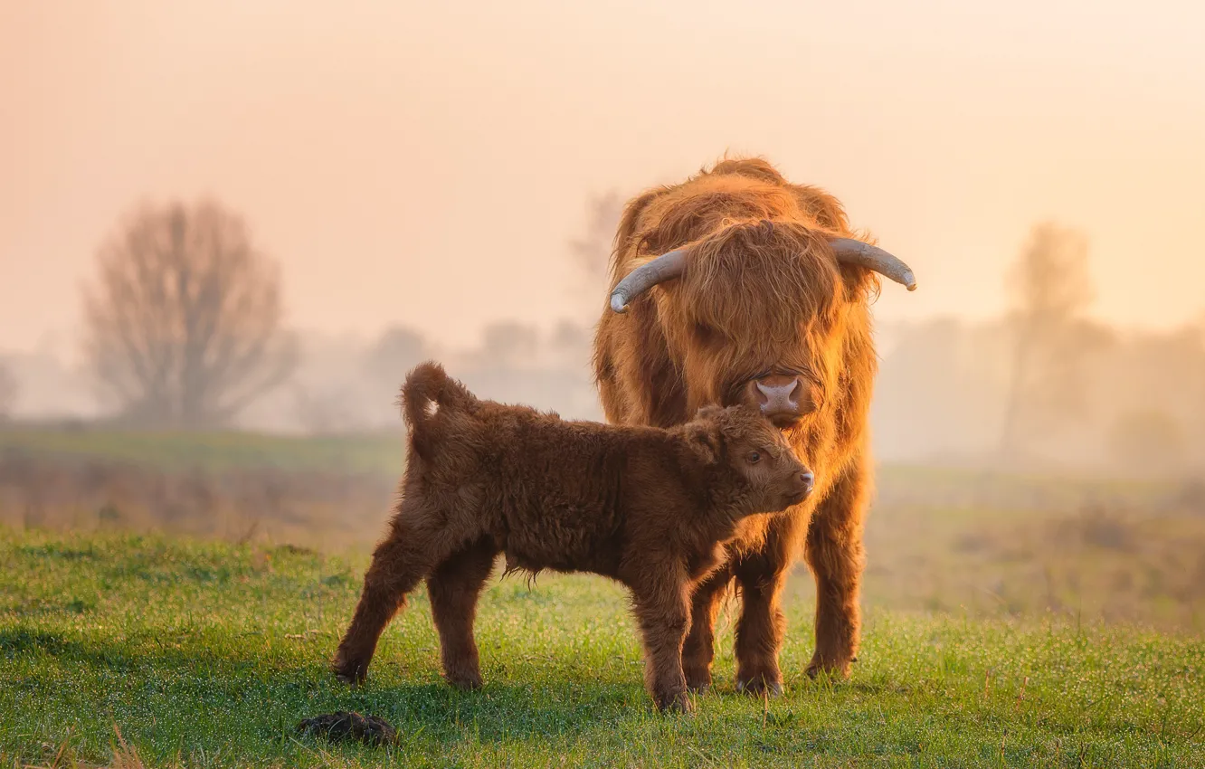 Photo wallpaper field, baby, calf, Scottish cow