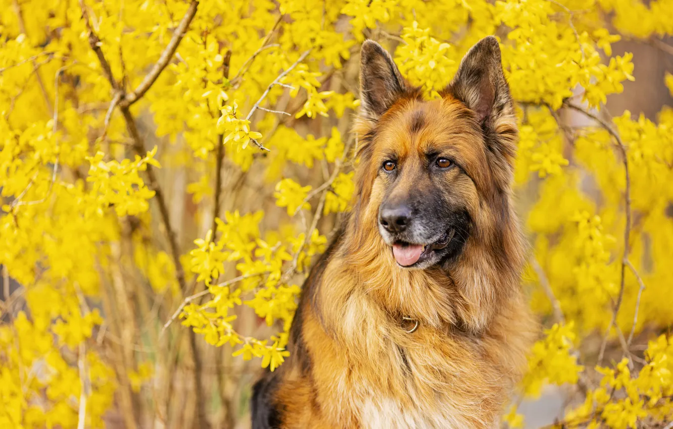 Photo wallpaper look, flowers, branches, nature, dog, spring, face, flowering