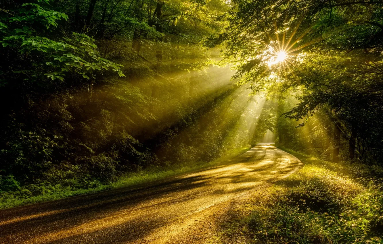 Photo wallpaper summer, forest, road, trees, nature, forests, sun rays, Road Ultra