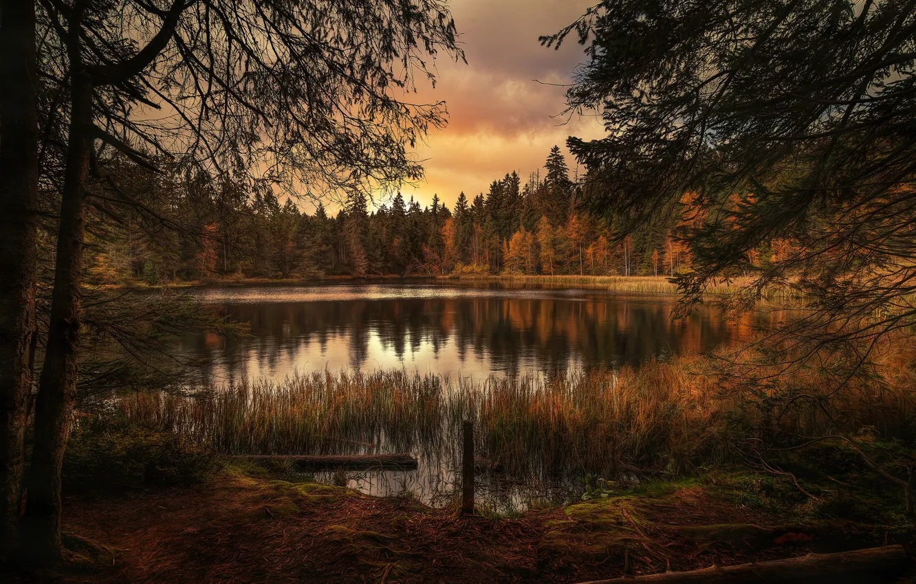 Photo wallpaper forest, trees, lake, The silence of nature