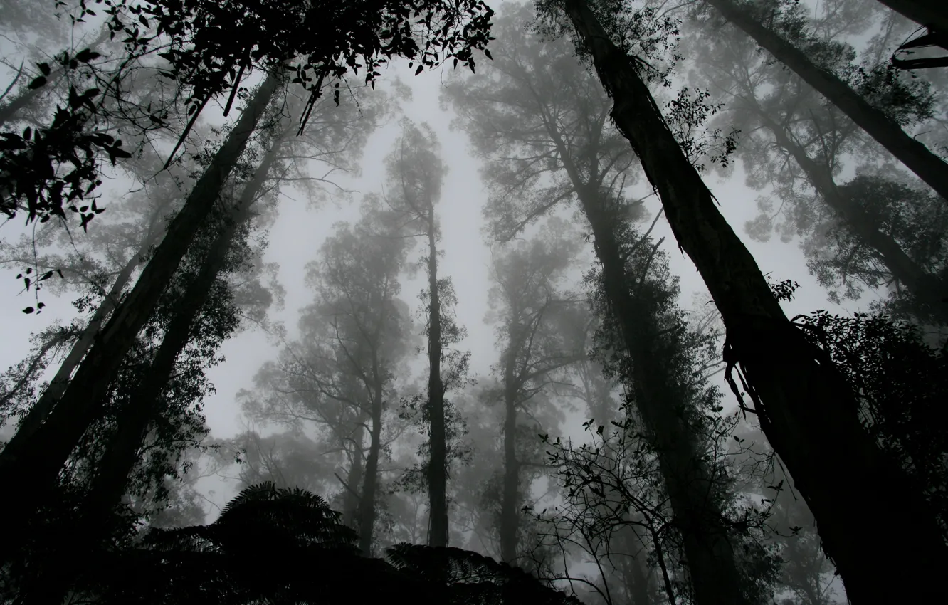 Photo wallpaper forest, trees, leaves, fog, black and white, b/w, contrast