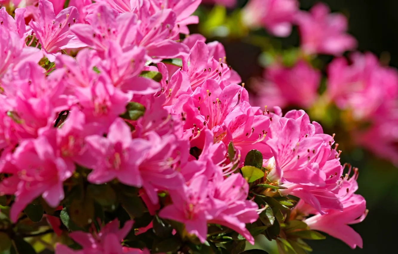 Photo wallpaper flowers, pink, bokeh, Azalea, rhododendrons