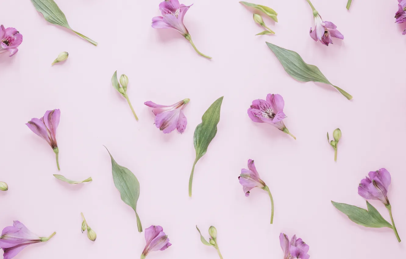 Photo wallpaper flowers, background, petals, pink, pink, flowers, petals, floral