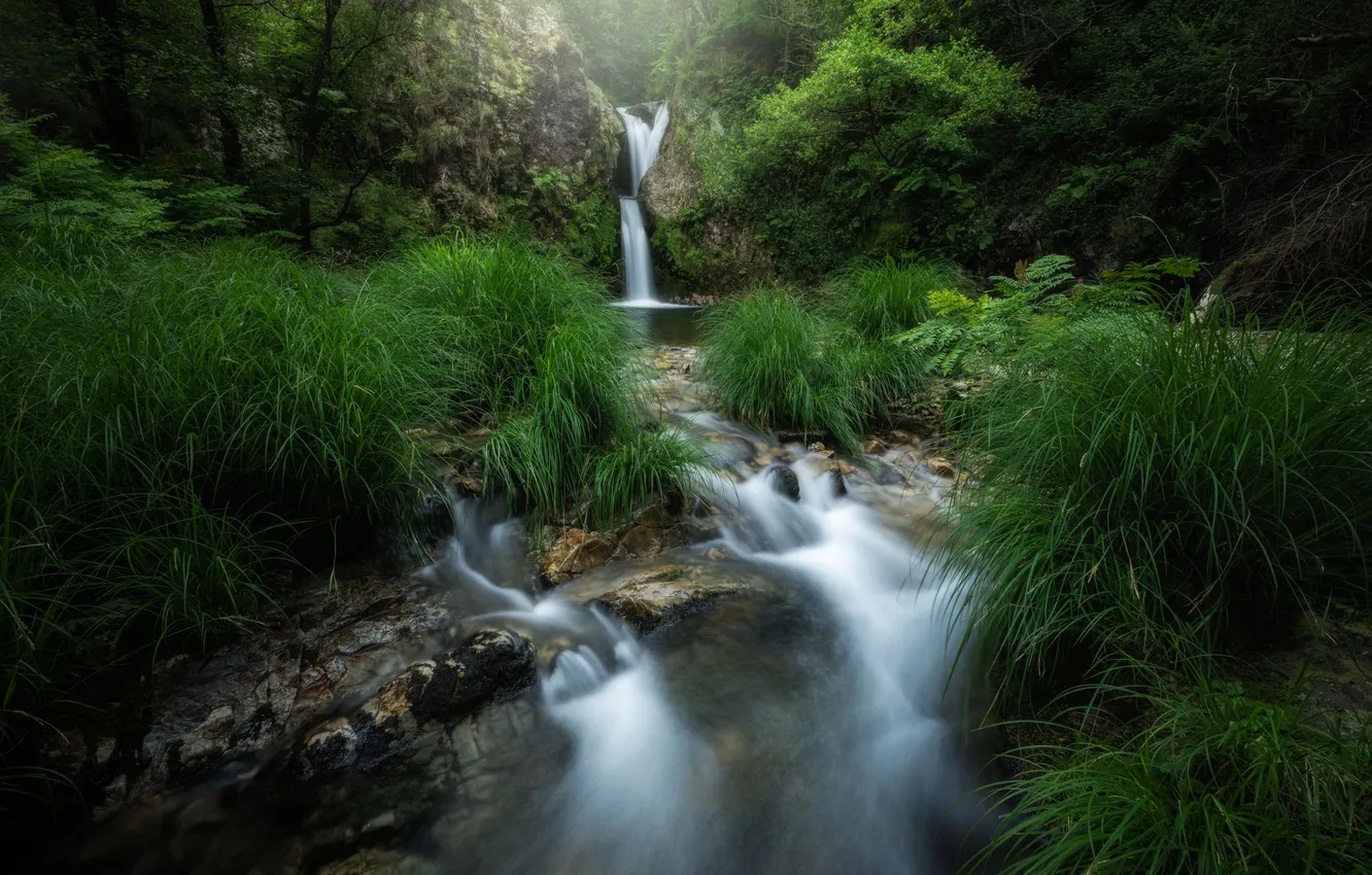 Photo wallpaper forest, stones, thickets, shore, waterfall
