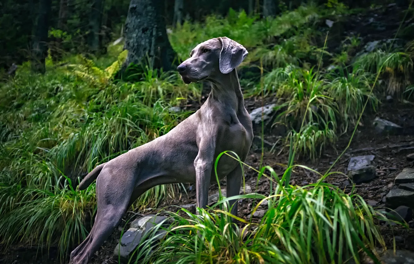 Photo wallpaper forest, grass, trees, stones, Weimaraner, The Weimaraner
