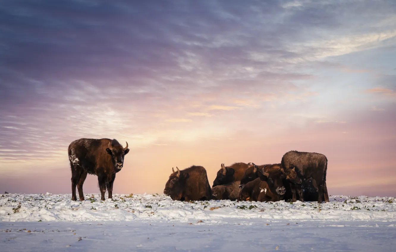 Photo wallpaper winter, field, the sky, clouds, snow, nature, dawn, the snow
