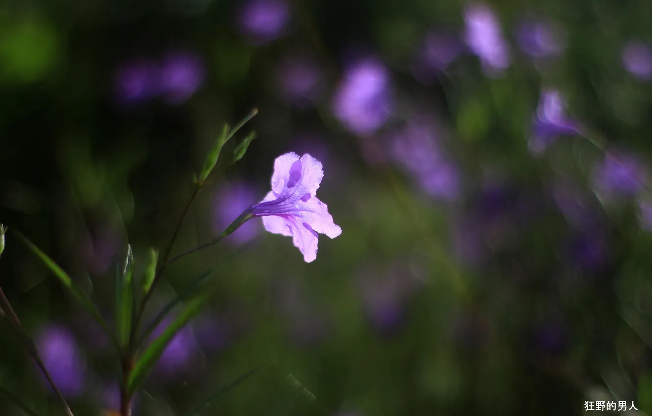 Photo wallpaper flower, leaves, lilac, blur