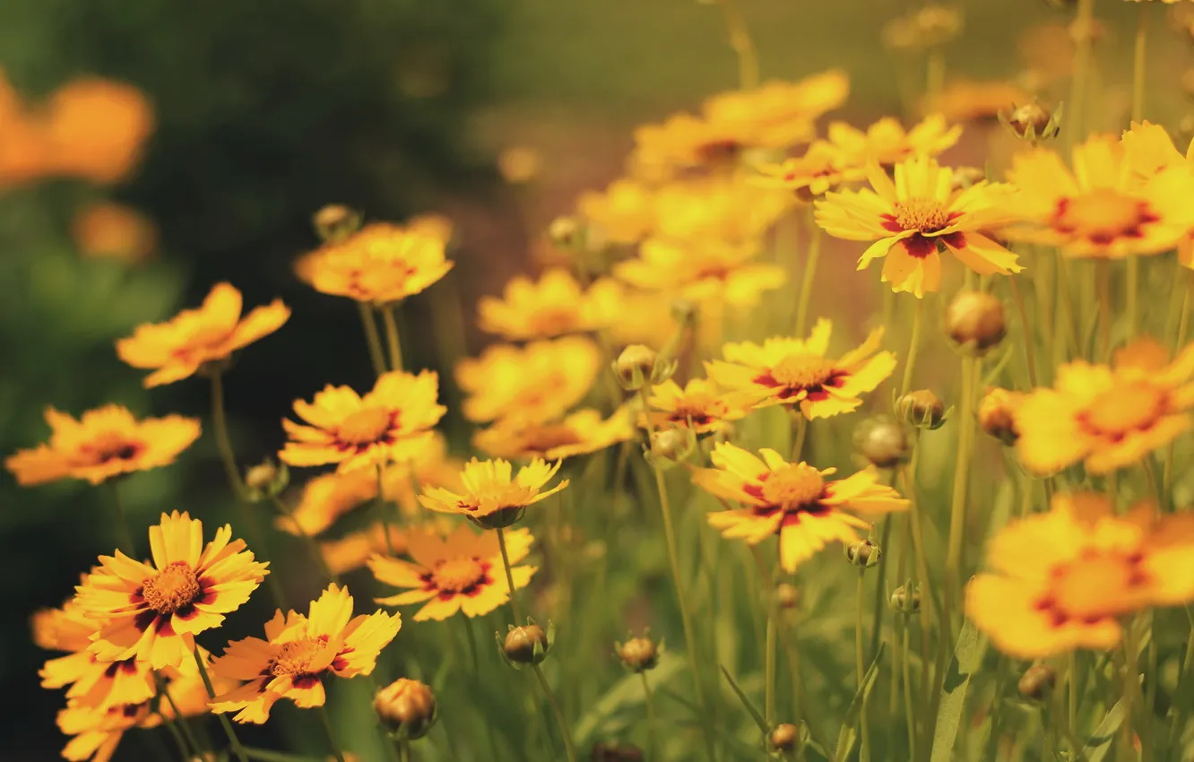 Photo wallpaper summer, flowers, nature