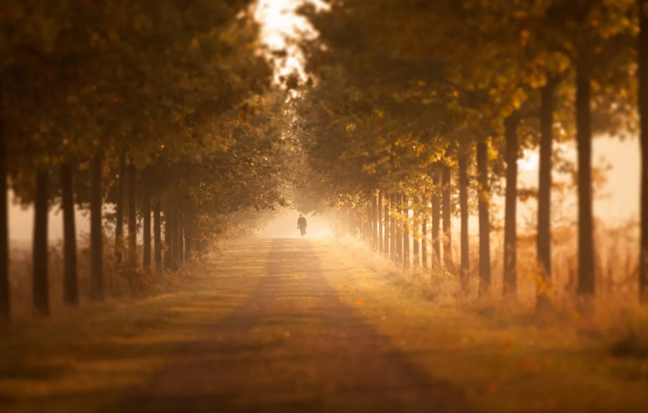 Photo wallpaper road, autumn, trees, fog