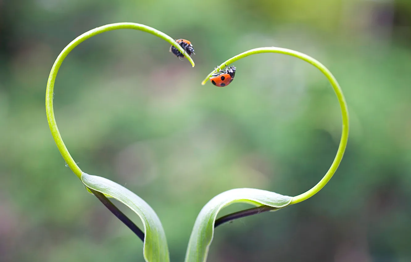 Photo wallpaper heart, plant, ladybug, insect