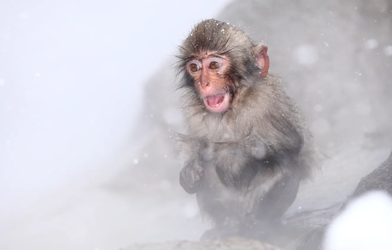 Photo wallpaper Japan, Nagano, Snow Monkey