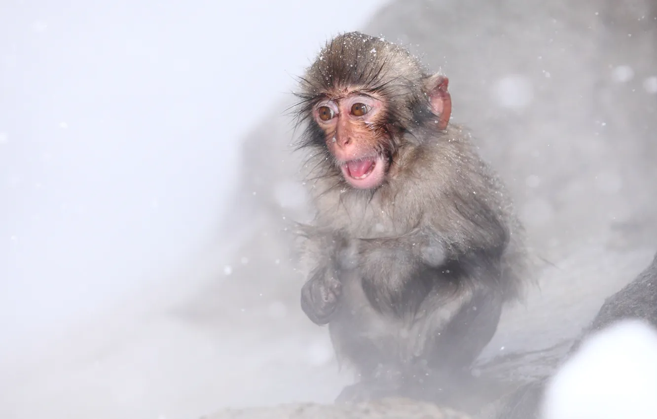 Photo wallpaper Japan, Nagano, Snow monkey