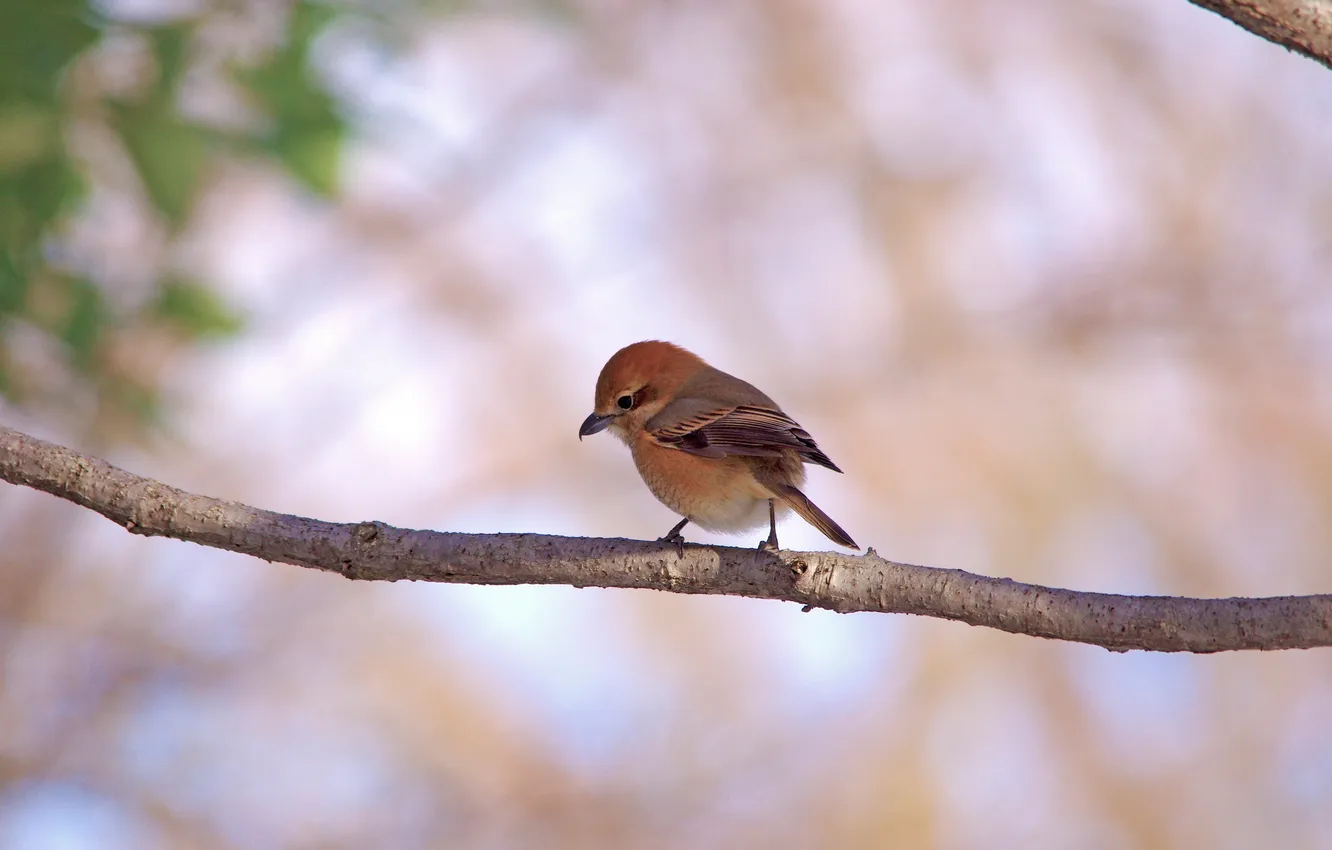 Photo wallpaper branches, background, bird