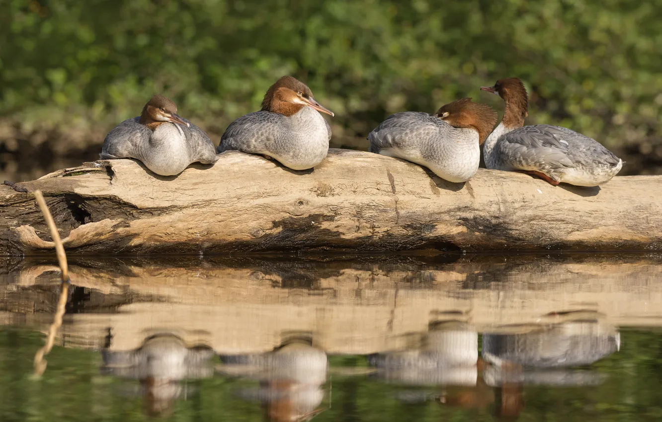 Photo wallpaper nature, bird, Common merganser