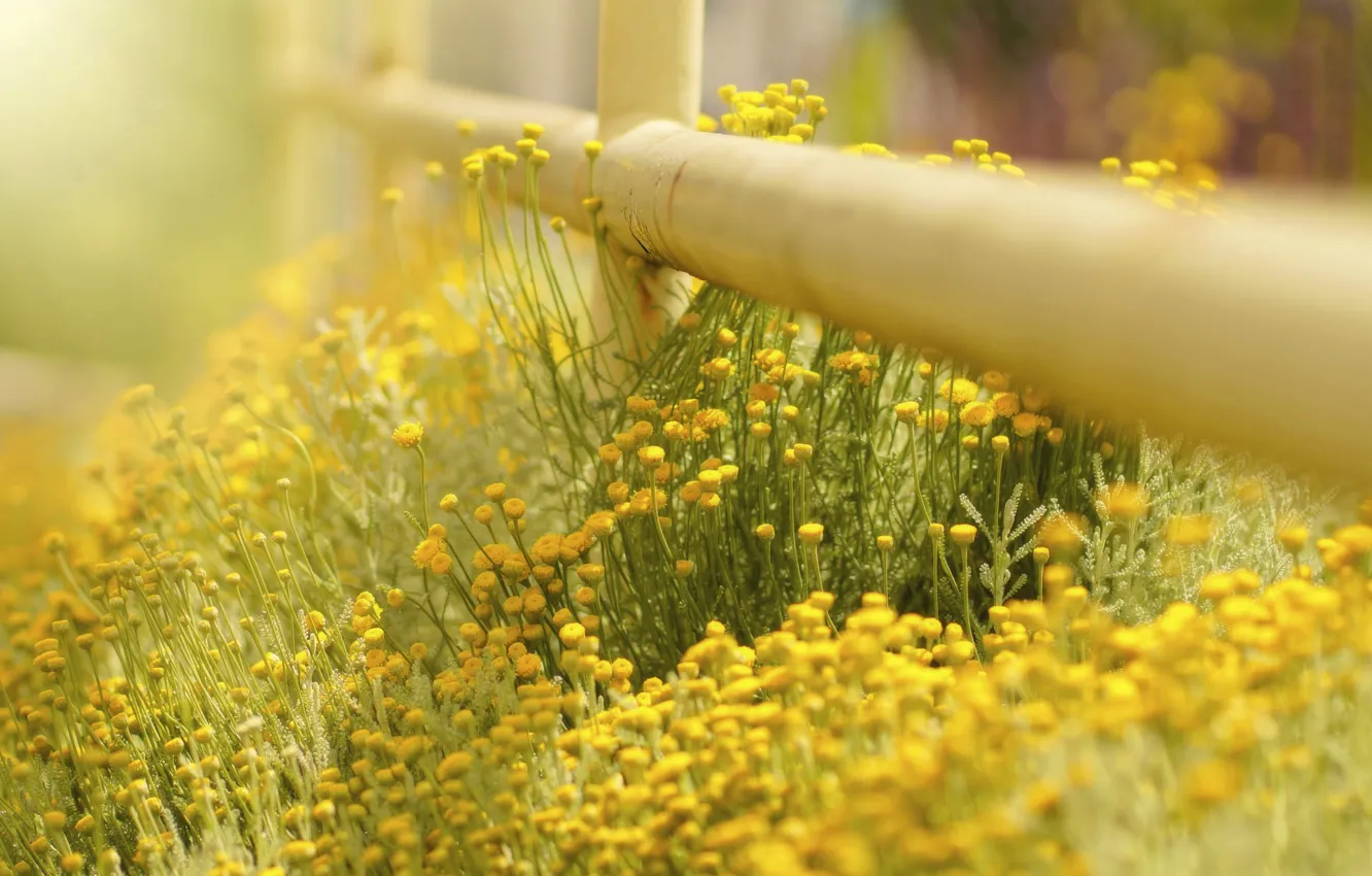 Photo wallpaper summer, flowers, nature