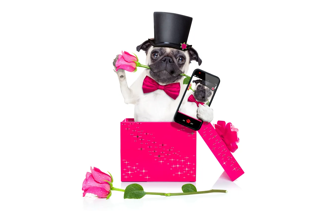 Photo wallpaper dog, love, rose, heart, dog, romantic, funny, cute