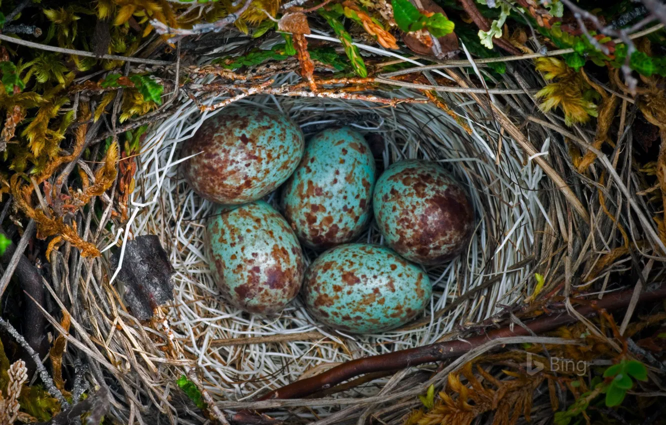 Photo wallpaper birds, eggs, socket, offspring