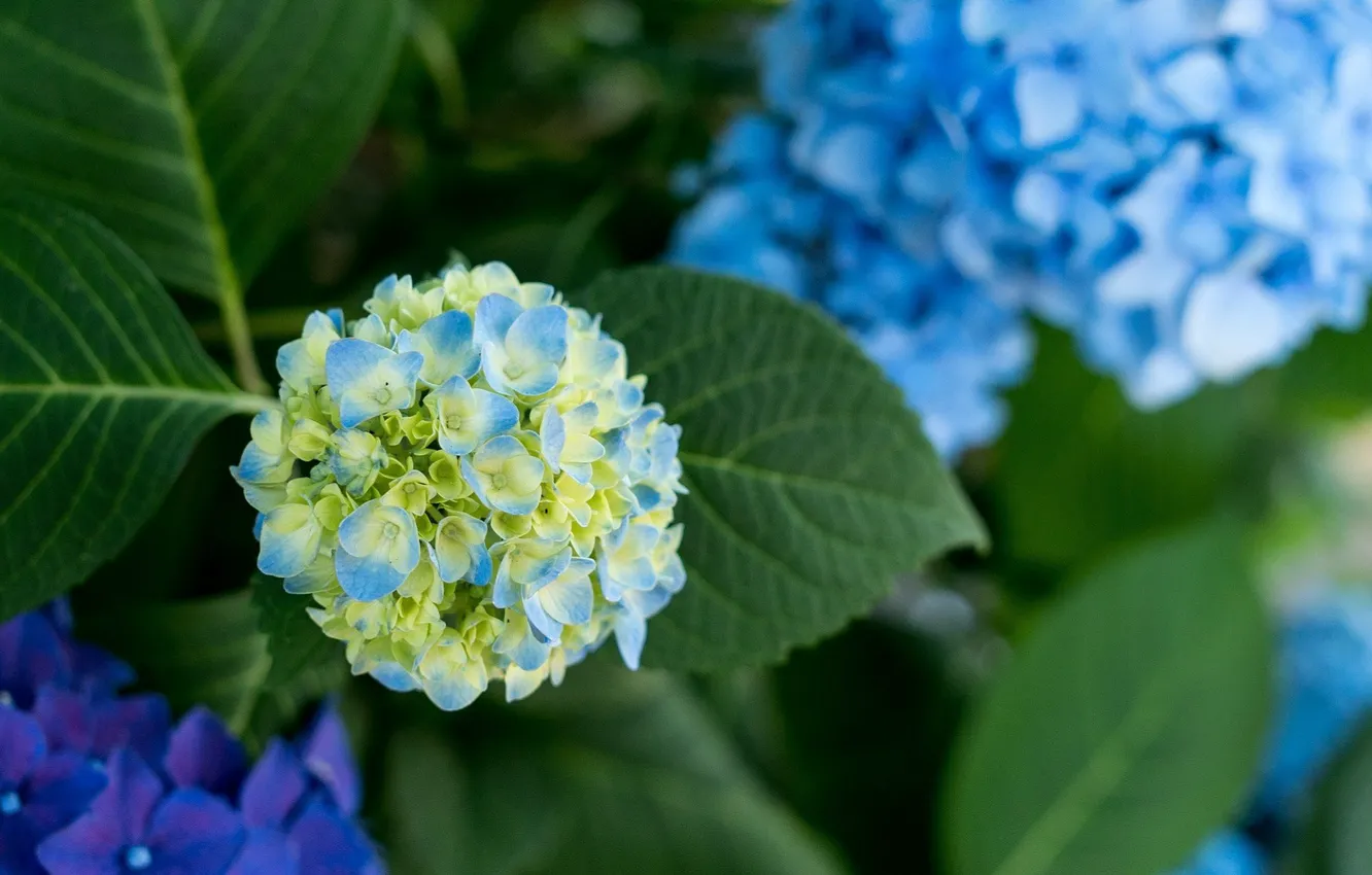 Photo wallpaper blue, hydrangea, inflorescence