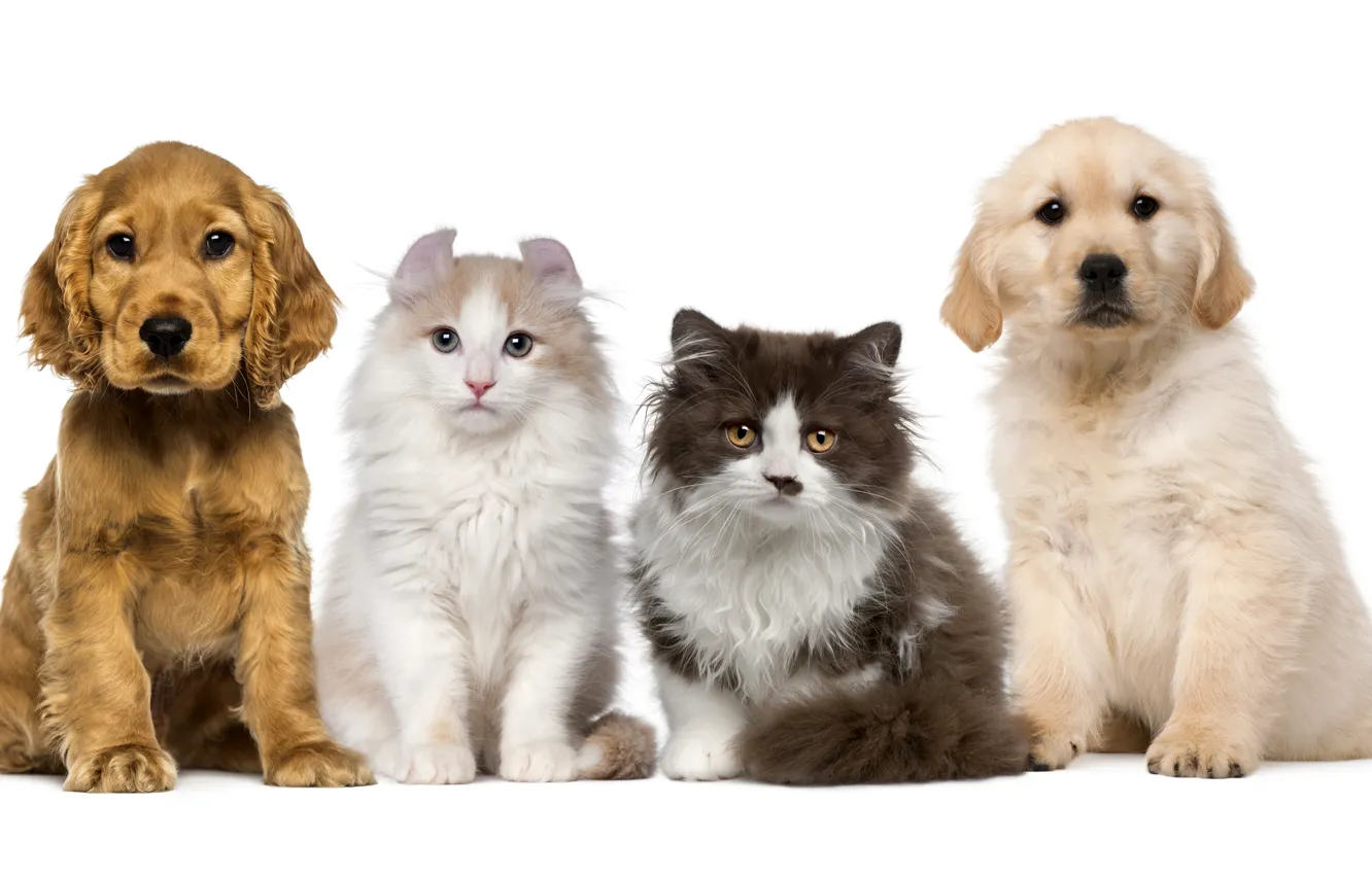 Photo wallpaper dogs, cats, puppies, four, kittens, white background