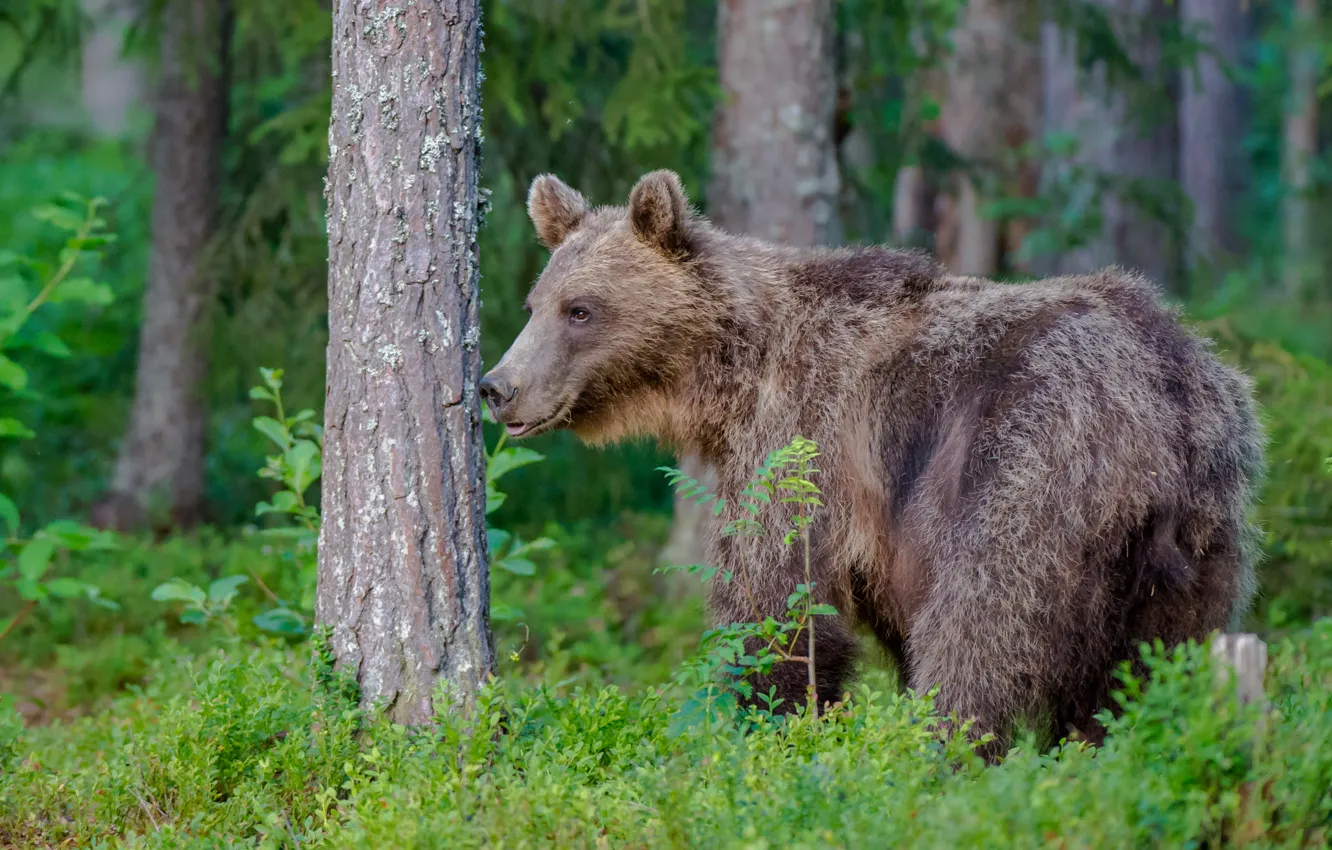 Photo wallpaper forest, bear, the Bruins